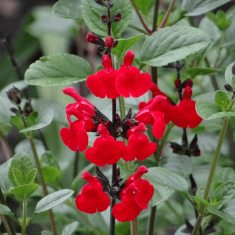 Des images de diff�rentes plantes